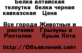 Белка алтайская телеутка, белка черная кавказская › Цена ­ 5 000 - Все города Животные и растения » Грызуны и Рептилии   . Крым,Ялта
